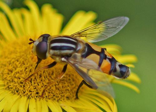 Helophilus trivittatus